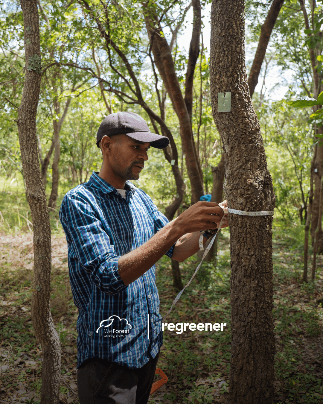 Projekte mit Regreener